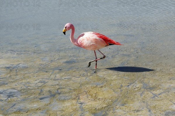 James's flamingo (Phoenicoparrus jamesi)