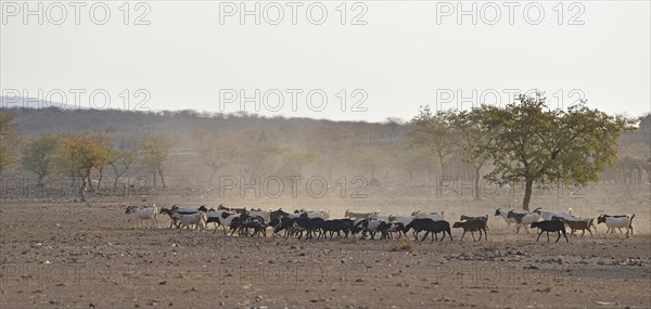 Herd of goats in dry savannah