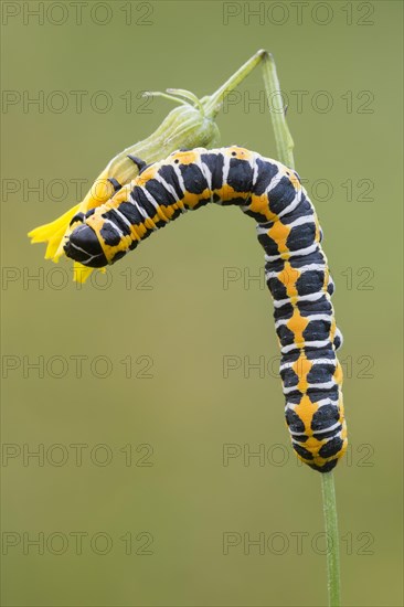 Lattich-Monch or Lettuce shark (Cucullia lactucae)