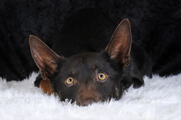 Australian Kelpie