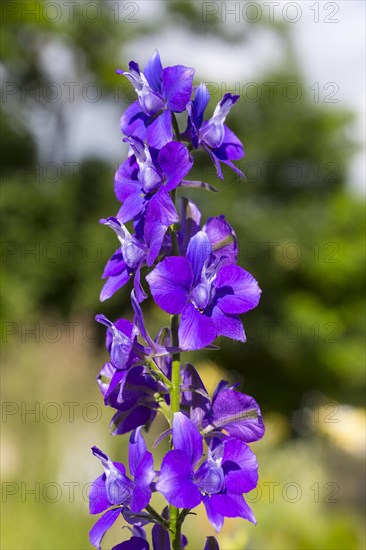 Larkspur (Consolida)