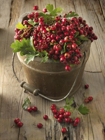 Fresh picked berries from Common hawthorn (Crataegus monogyna) in a wood bucket on wooden underground