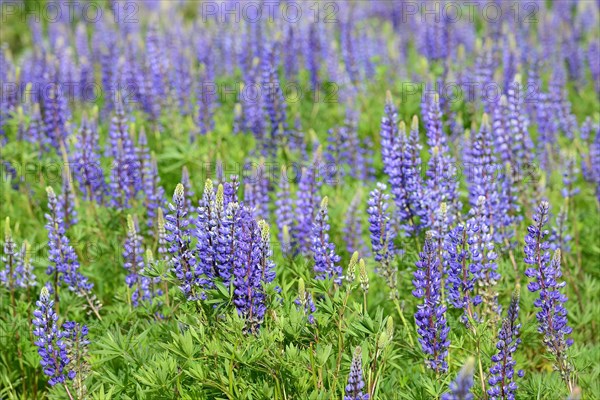 Purple flowering Lupins (Lupinus)