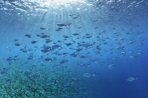 Swarm Smallspotted Darts (Trachinotus baillonii) floats throug sunrays under the water surface