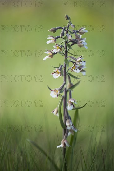 Marsh Helleborine (Epipactis palustris)