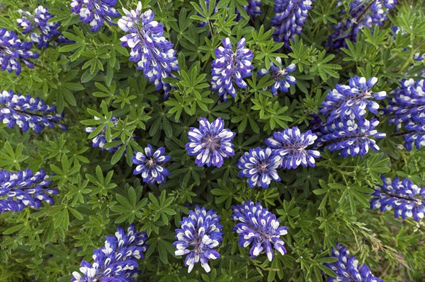 Blue Nootka lupins (Lupinus nootkatensis)