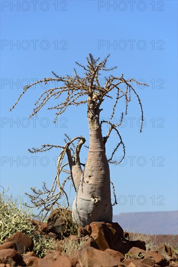 Bottle tree (Pachypodium lealii) in the desert