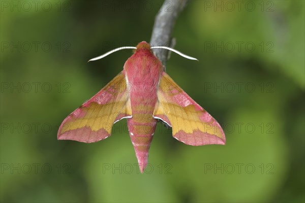 Small elephant hawk-moth (Deilephila porcellus) sits on a branch