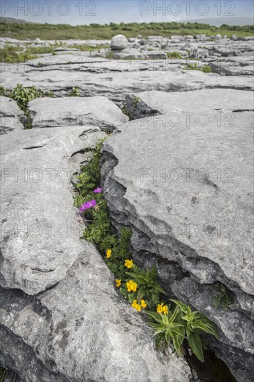 Bloody cranesbill (Geranium sanguineum) and Bird's-foot Trefoil (Lotus corniculatus) in Crevice