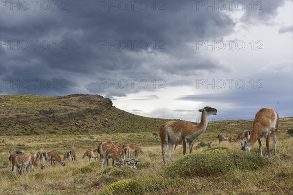 Guanacos (Lama guanicoe) after rain