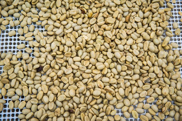 Coffee beans left to dry