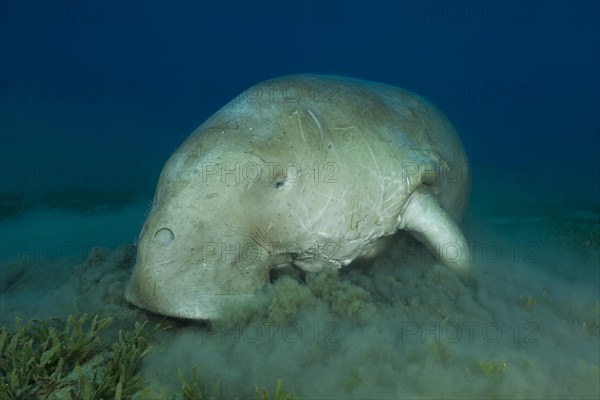 Dugong (Dugong dugon) eating sea grass