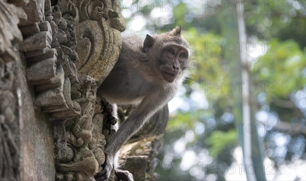 Crab-eating macaque (Macaca fascicularis)