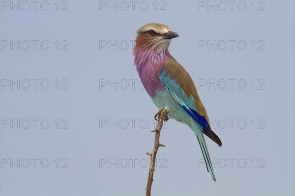 Lilac-breasted roller (Coracias caudatus) sits on branch