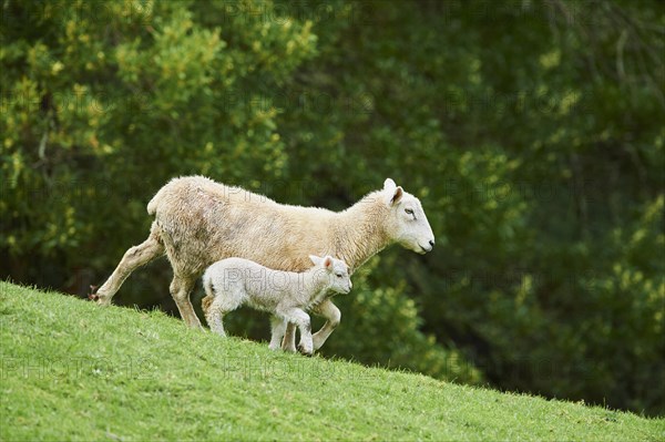 Merino sheeps (Ovis sp.)