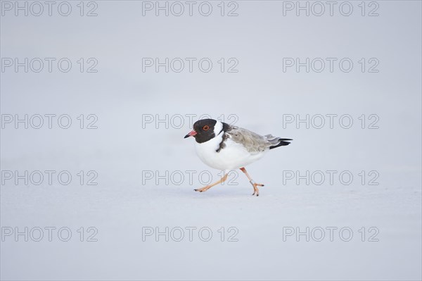 Hooded dotterel (Thinornis cucullatus) running on beach