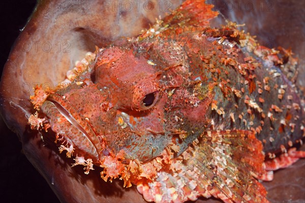 Great Bearded scorpionfish (Scorpaenopsis barbata)