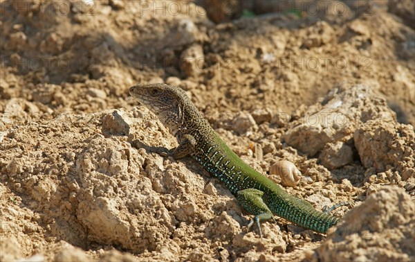 Giant ameiva (Ameiva ameiva)