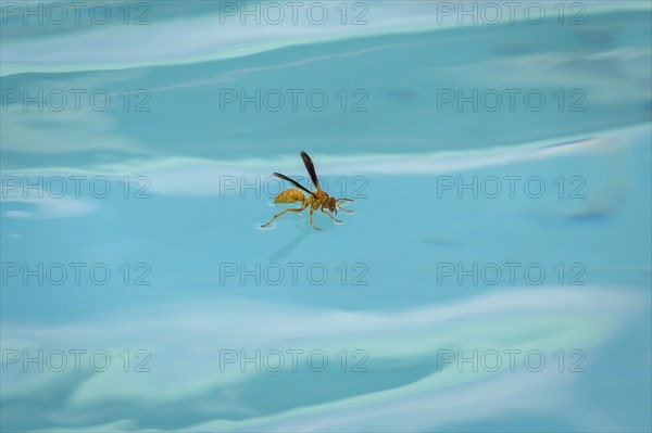 Red wasp (Polistes carolina) stands on water surface and drinks