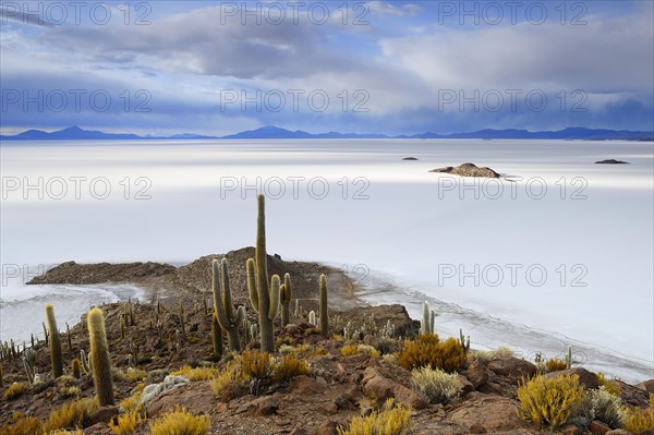 Cacti (Echinopsis atacamensis) on the island of Isla Pescado in the salt lake