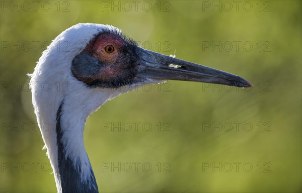 White-naped crane (Grus vipio) portrait