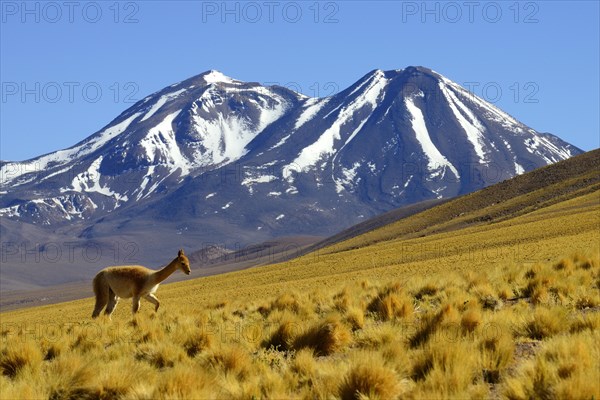 Vicuna (Vicugna vicugna) off Lascar Volcano