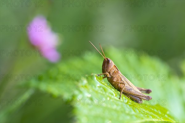 Grasshopper (Chorthippus dorsatus)