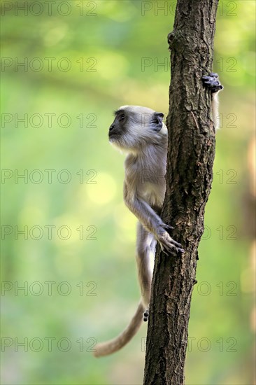 Northern plains gray langur (Semnopithecus entellus)