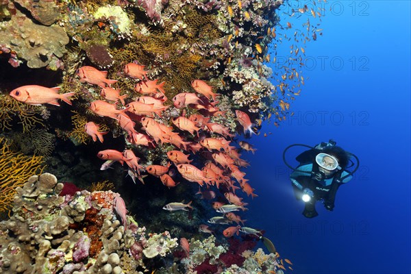 Diver observes swarm of Pinecone soldierfishes (Myripristis murdjan) on coral reef