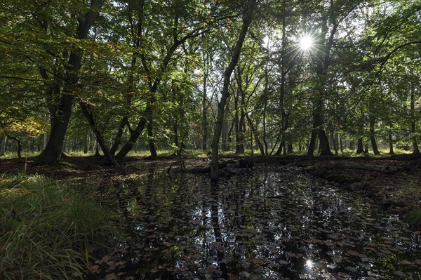 Moorland Landscape in Osterwald Forest