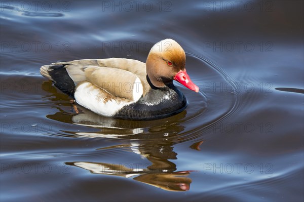 Red-crested pochard (Netta rufina) in breeding plumage