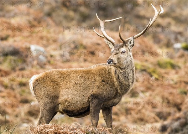 Red deer (Cervus elaphus)