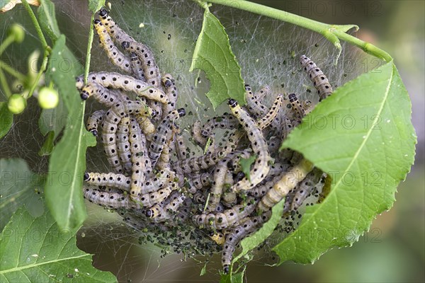 Caterpillars of Orchard Ermines (Yponomeuta padella) spun in one sheet