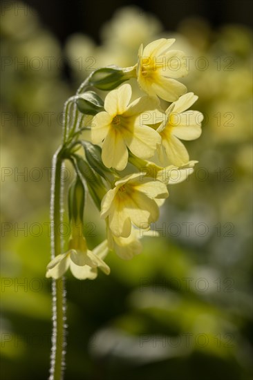 True oxlip (Primula elatior)