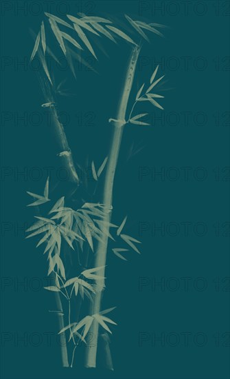 Three stalks of bamboo tree with leaves artistic oriental style illustration