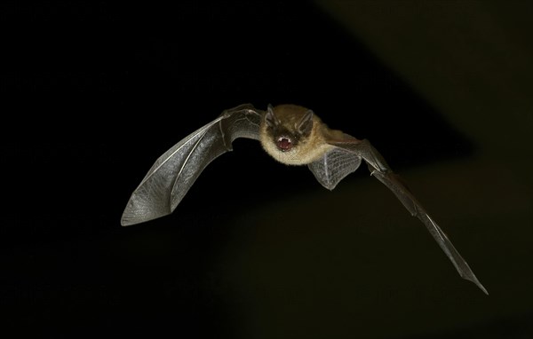 Geoffroy's bat (Myotis emarginatus) in flight at night