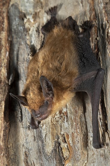 Big brown bat (Eptesicus fuscus)