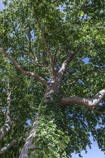 Maple-leaved plane tree (Platanus x hispanica)