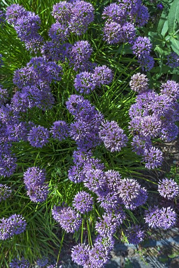 Wild leek (Allium ampeloprasum)