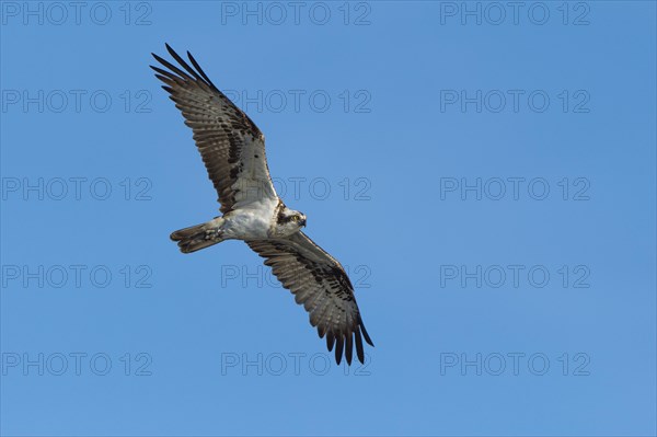 Osprey (Pandion haliaetus) in flight