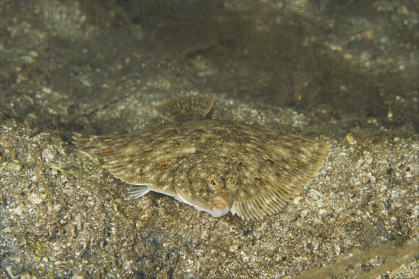 European plaice (Pleuronectes platessa) on sand