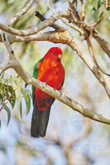 Australian king parrot (Alisterus scapularis)