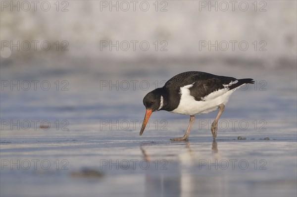 Eurasian oystercatcher (Haematopus ostralegus) at the rinsing seam in search of food