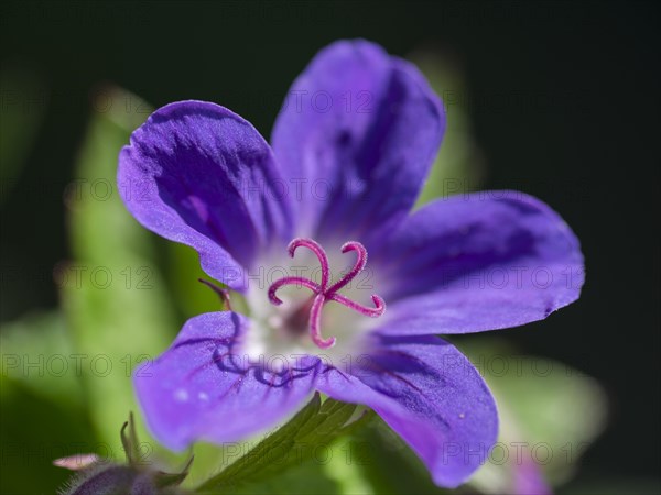 Wood cranesbill (Geranium sylvaticum)