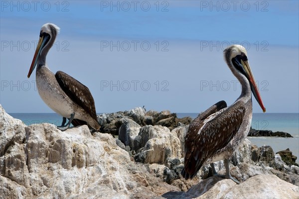 Peruvian Pelicans (Pelecanus thagus) on rocks