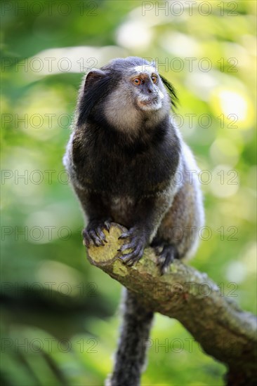 Wied's marmoset (Callithrix kuhlii)