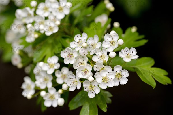 Hawthorn (Crataegus)