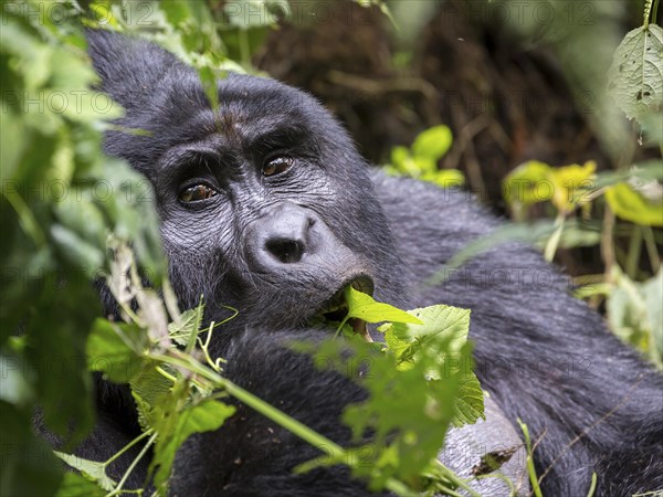 Mountain gorilla (Gorilla beringei beringei)