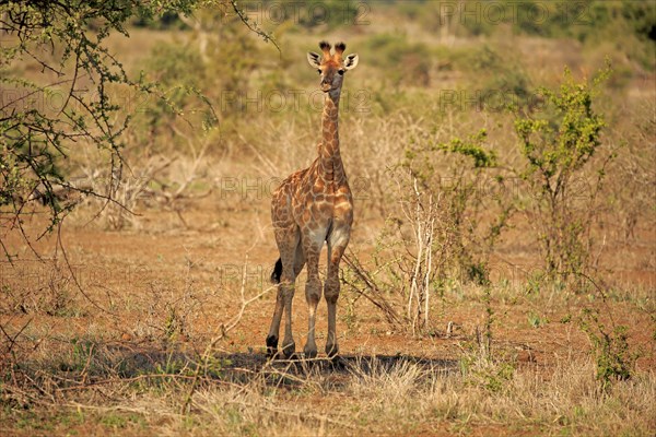 South African giraffe (Giraffa camelopardalis giraffa)