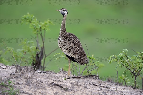 Black-bellied bustard (Lissotis melanogaster)